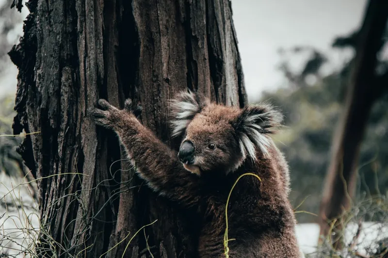 Chinese language characters and study